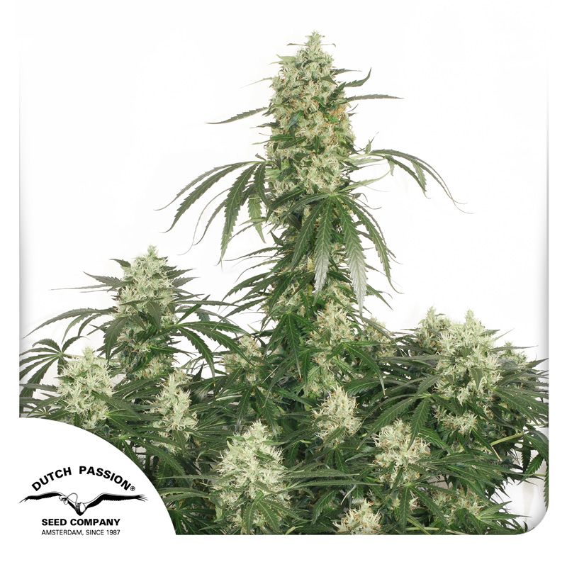 The Ultimate: feminised cannabis seeds by Dutch Passion