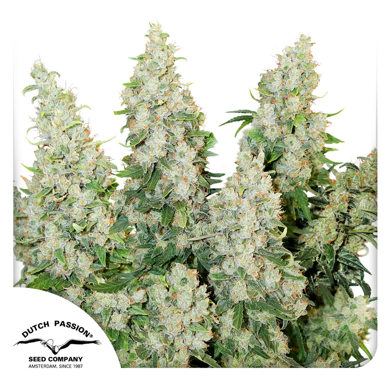 Auto Think Different cannabis seeds by Dutch Passion