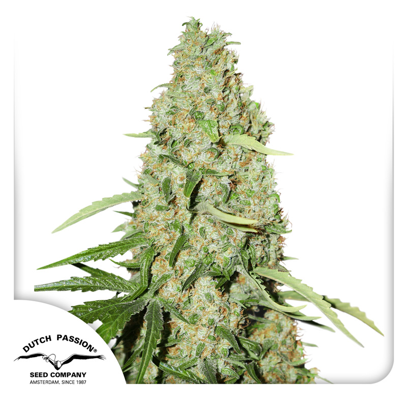 Think Fast cannabis seeds by Dutch Passion
