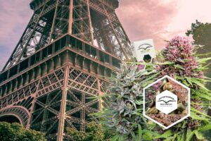 How to grow cannabis outdoors in France