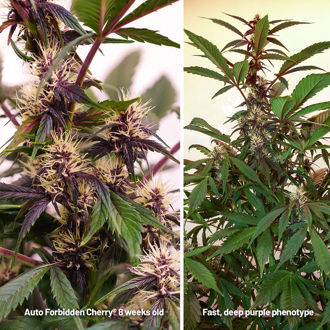 Auto Forbidden Cherry Grow-Report (inkl. Video) | Dutch Passion