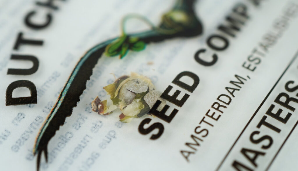 If your cannabis seed was recently cracked, permanent damage may have not had time to occur