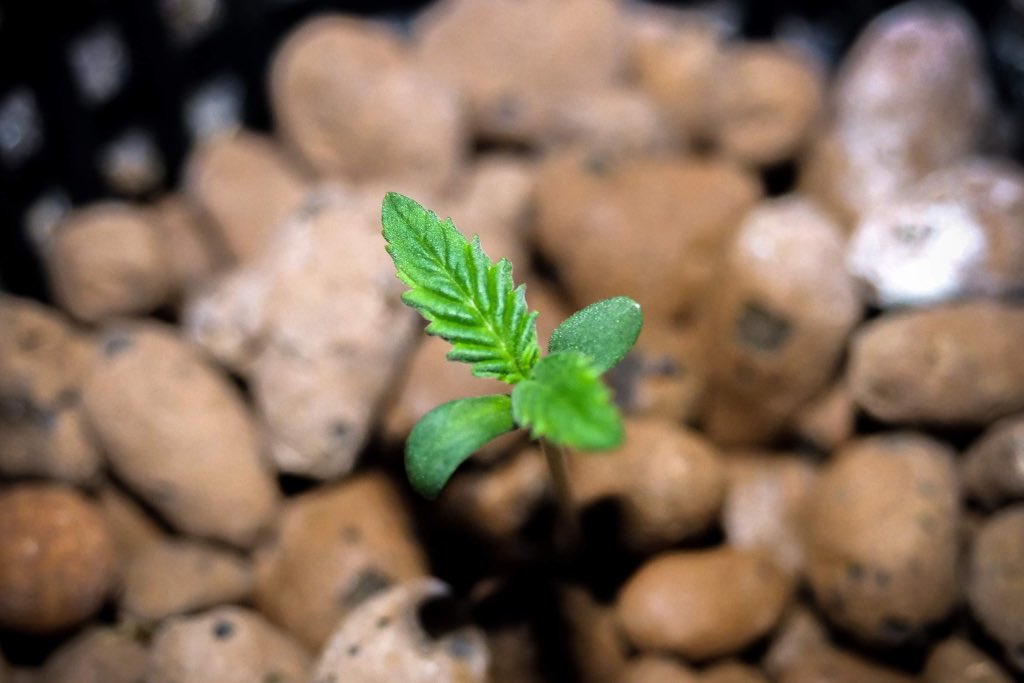 Sugar Bomb Punch healthy cannabis seedling after succesful germination