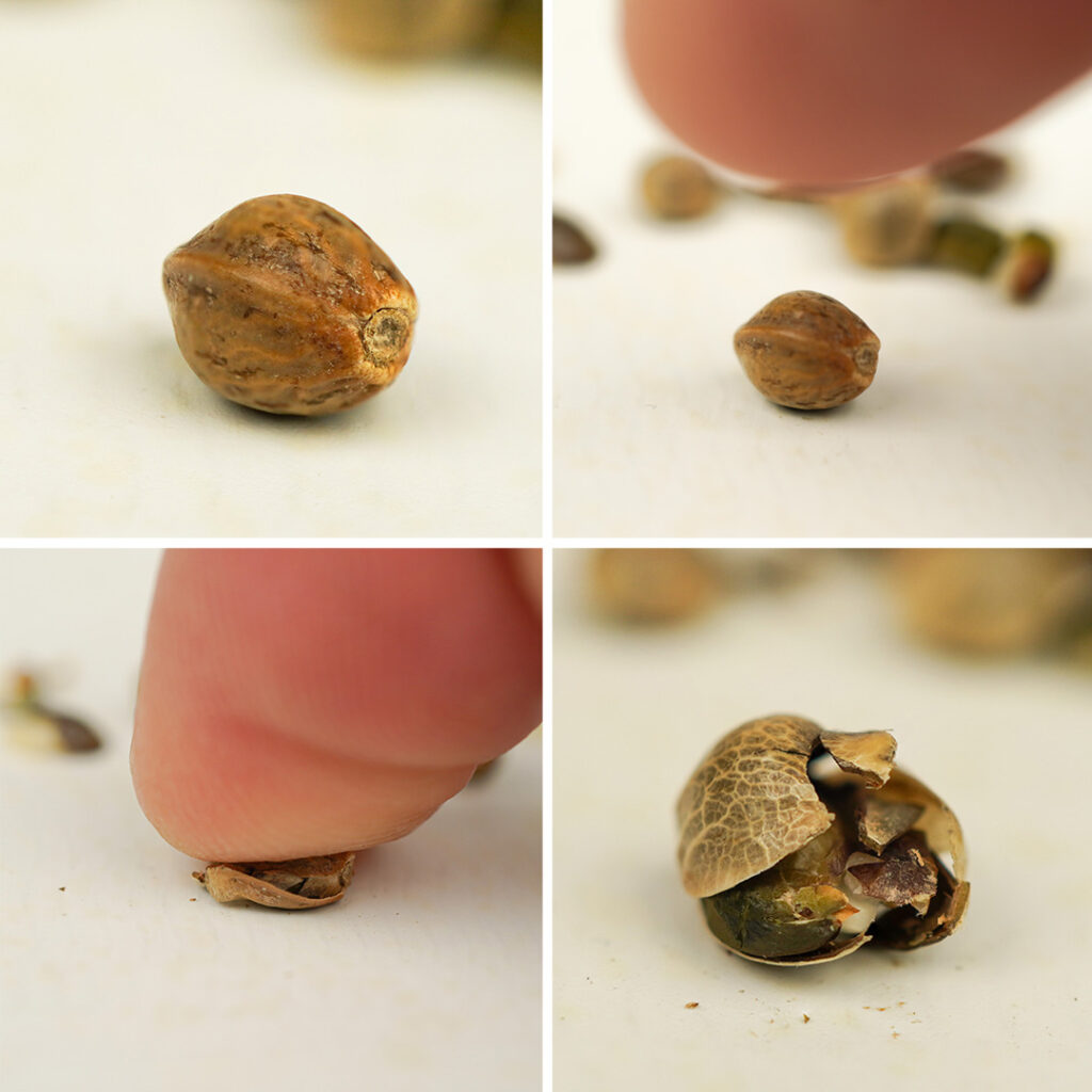 Many people that attempt to gently crush the exterior of their cannabis seed shell often apply a little too much pressure and damage the delicate cell tissue inside the seed