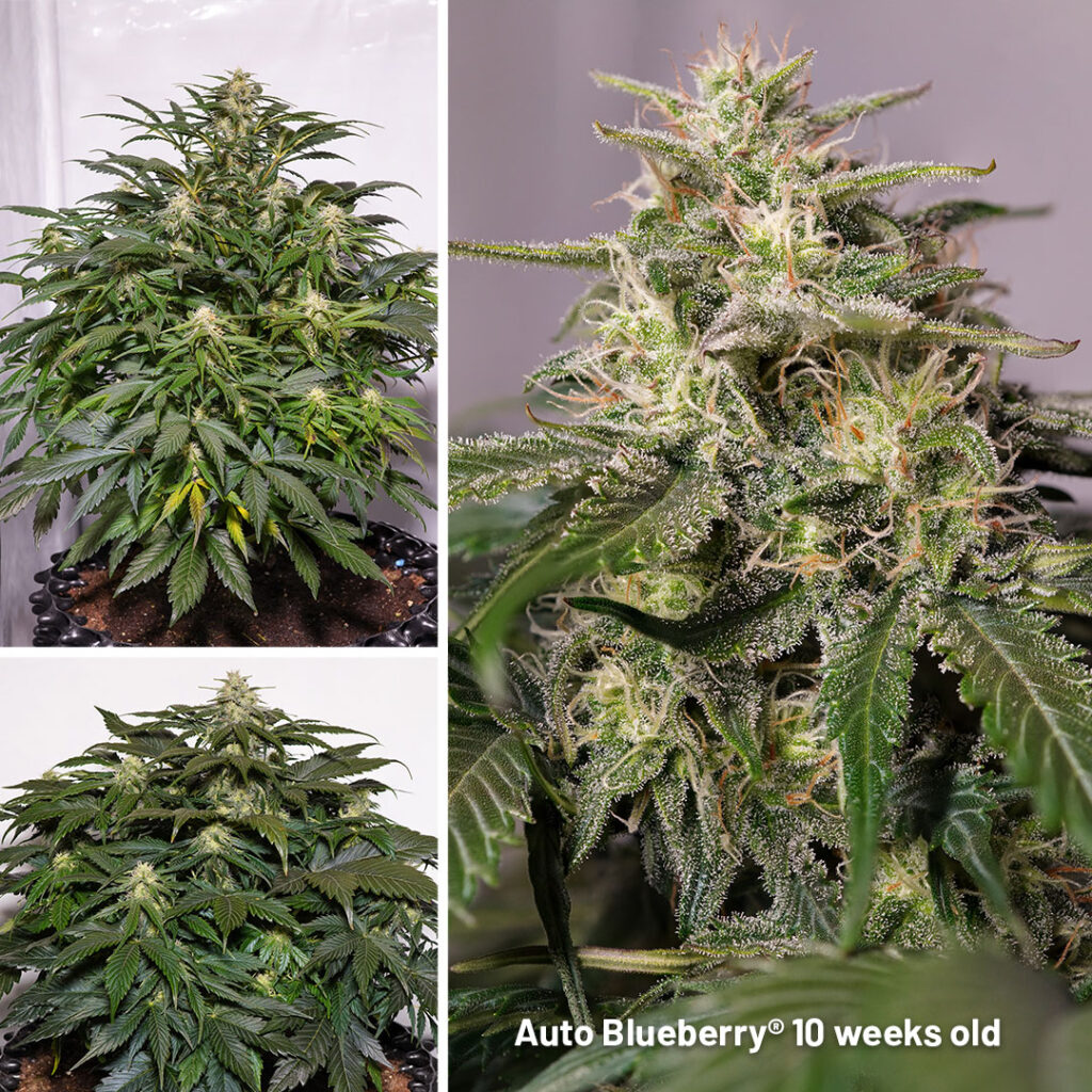 Auto Blueberry seed to harvest (10 weeks old)