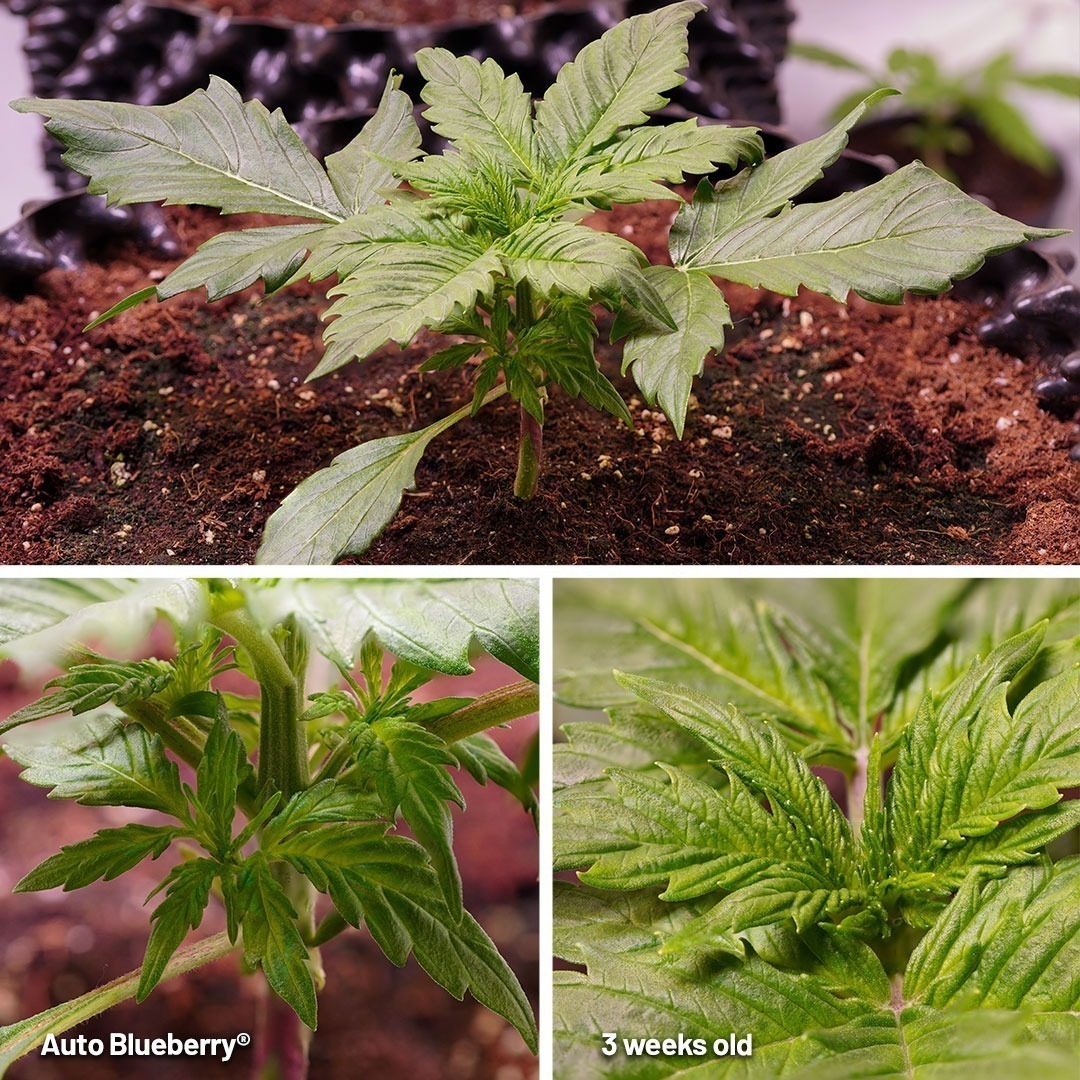 Auto Blueberry Seed to Harvest Diary (Video) Dutch Passion