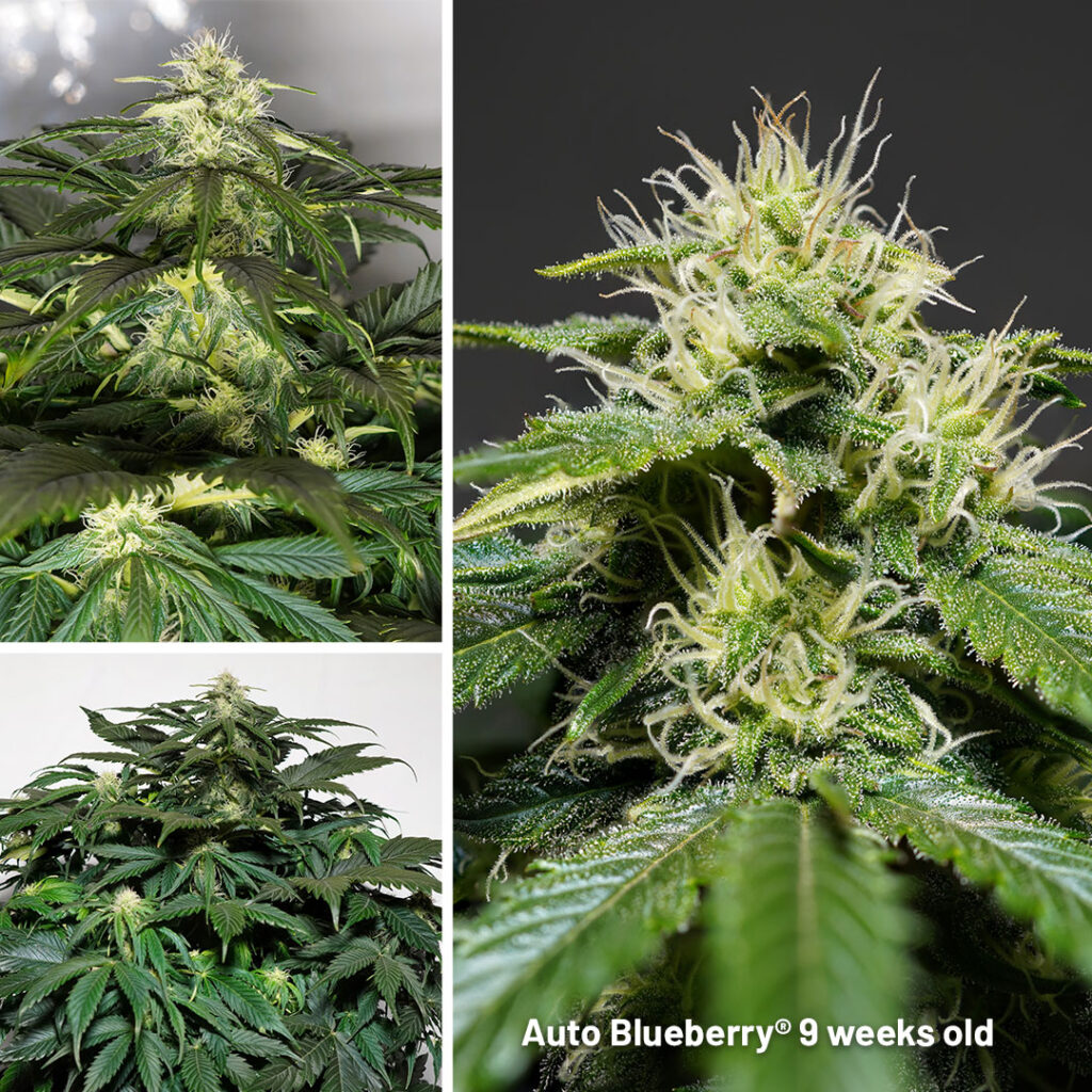 Auto Blueberry seed to harvest (9 weeks old)