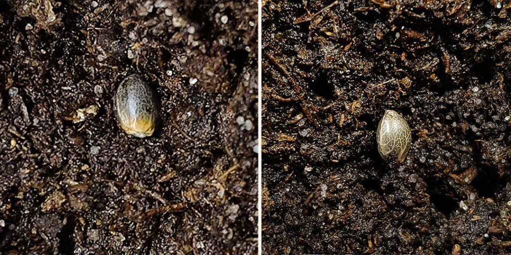 Auto Blueberry cannabis seed germination