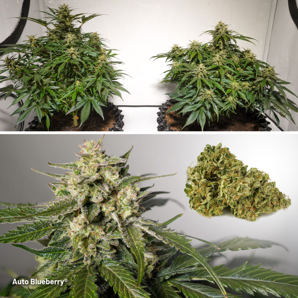 Auto Blueberry cannabis buds harvest by The Artist