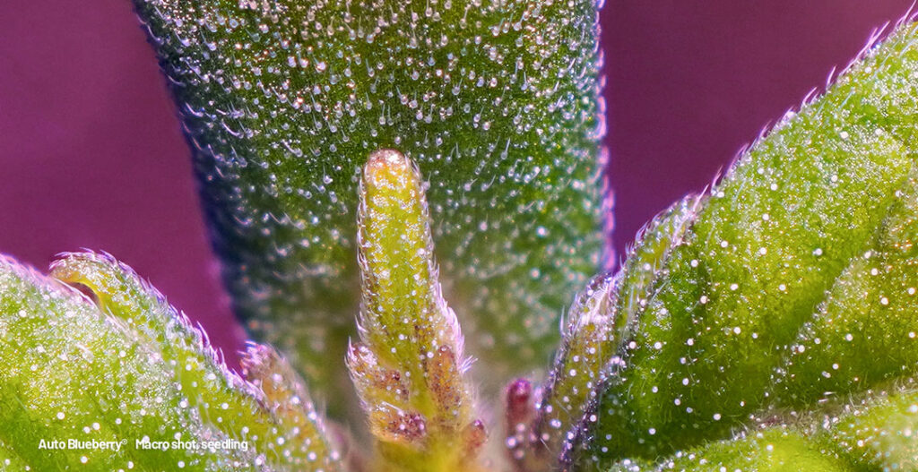 Auto Blueberry trichomes development after just 1 week