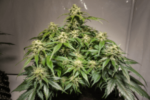 Auto Blueberry cannabis seed to harvest grow report