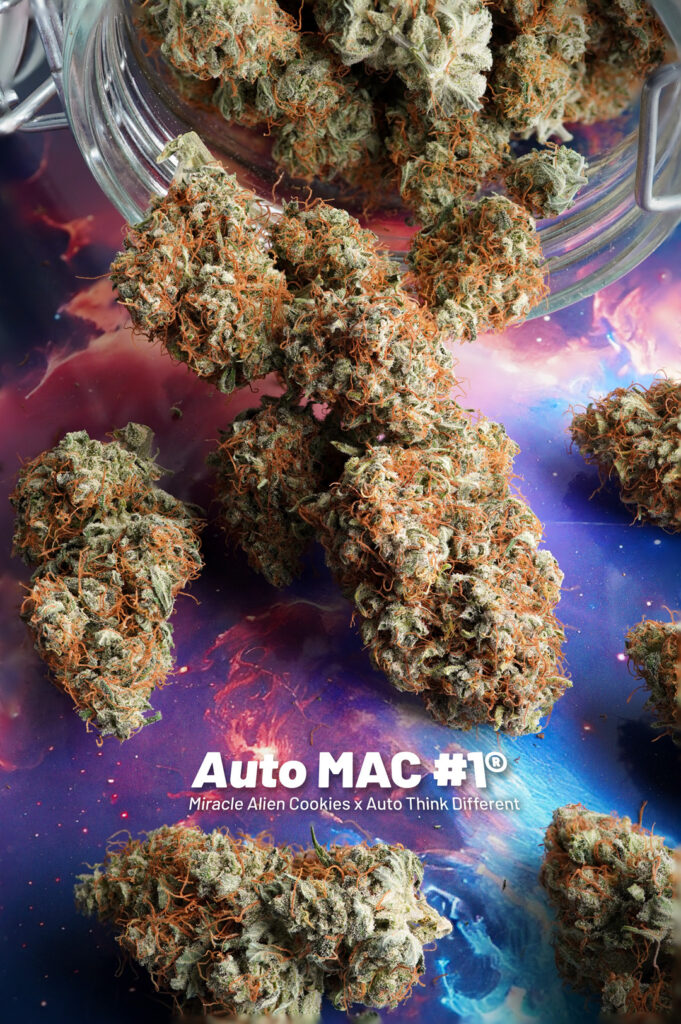 Auto Mac #1 indoor-grown cured cannabis buds