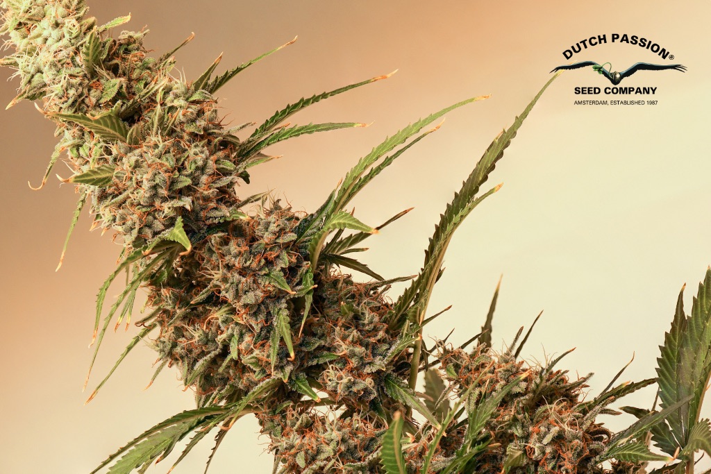 Auto SFV OG cannabis seed to harvest grow report