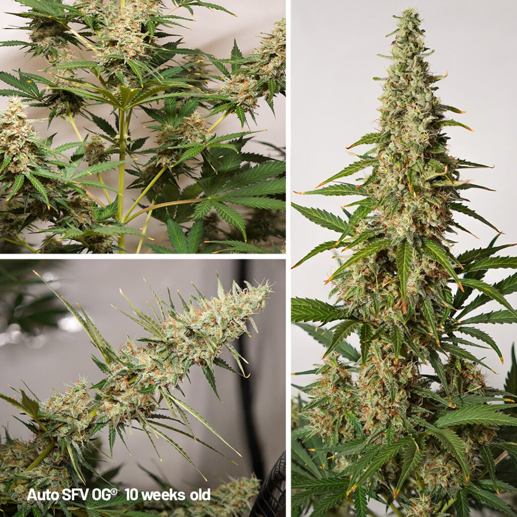 Auto SFV OG cannabis seed to harvest grow report week 10
