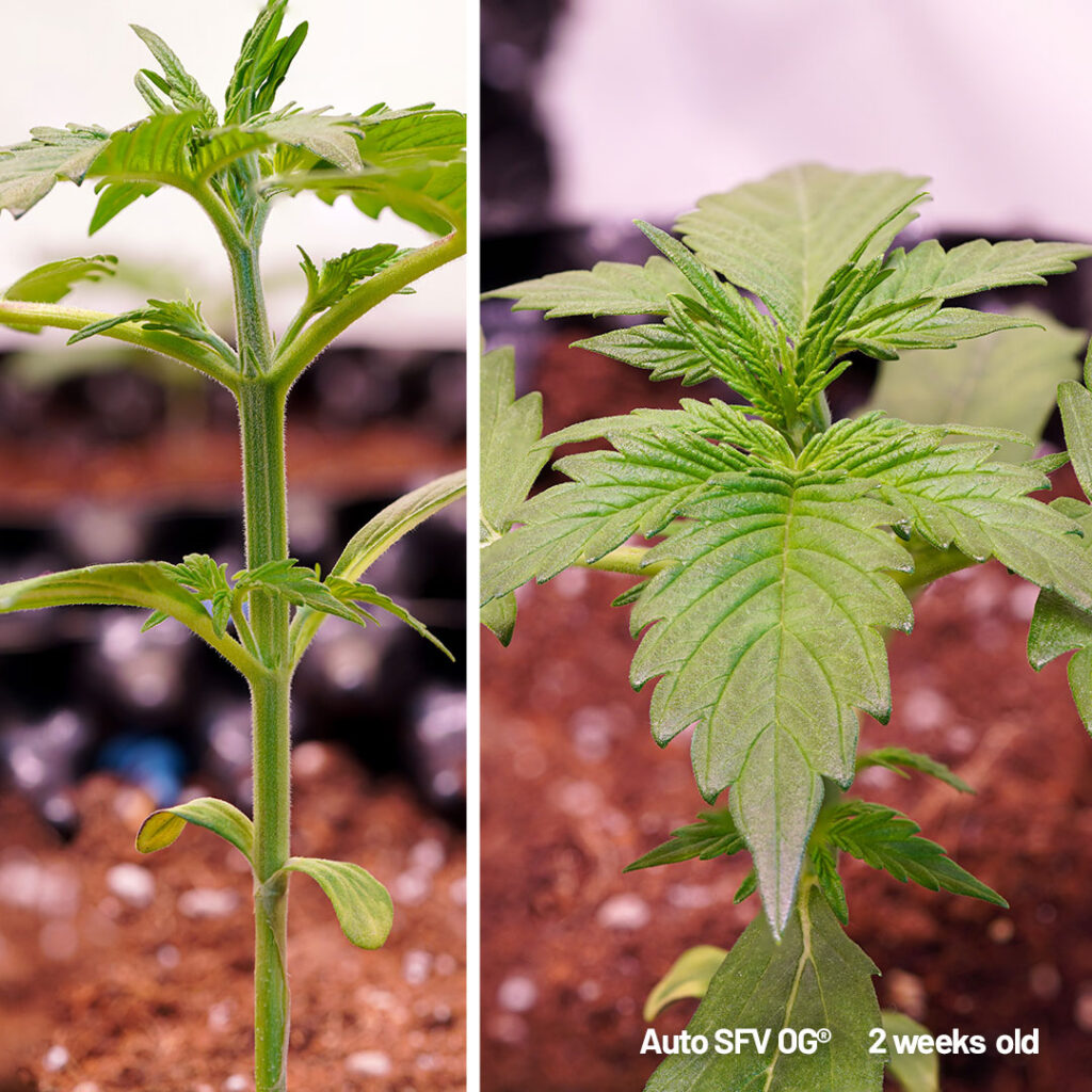 Auto SFV OG cannabis seed to harvest grow report week 2