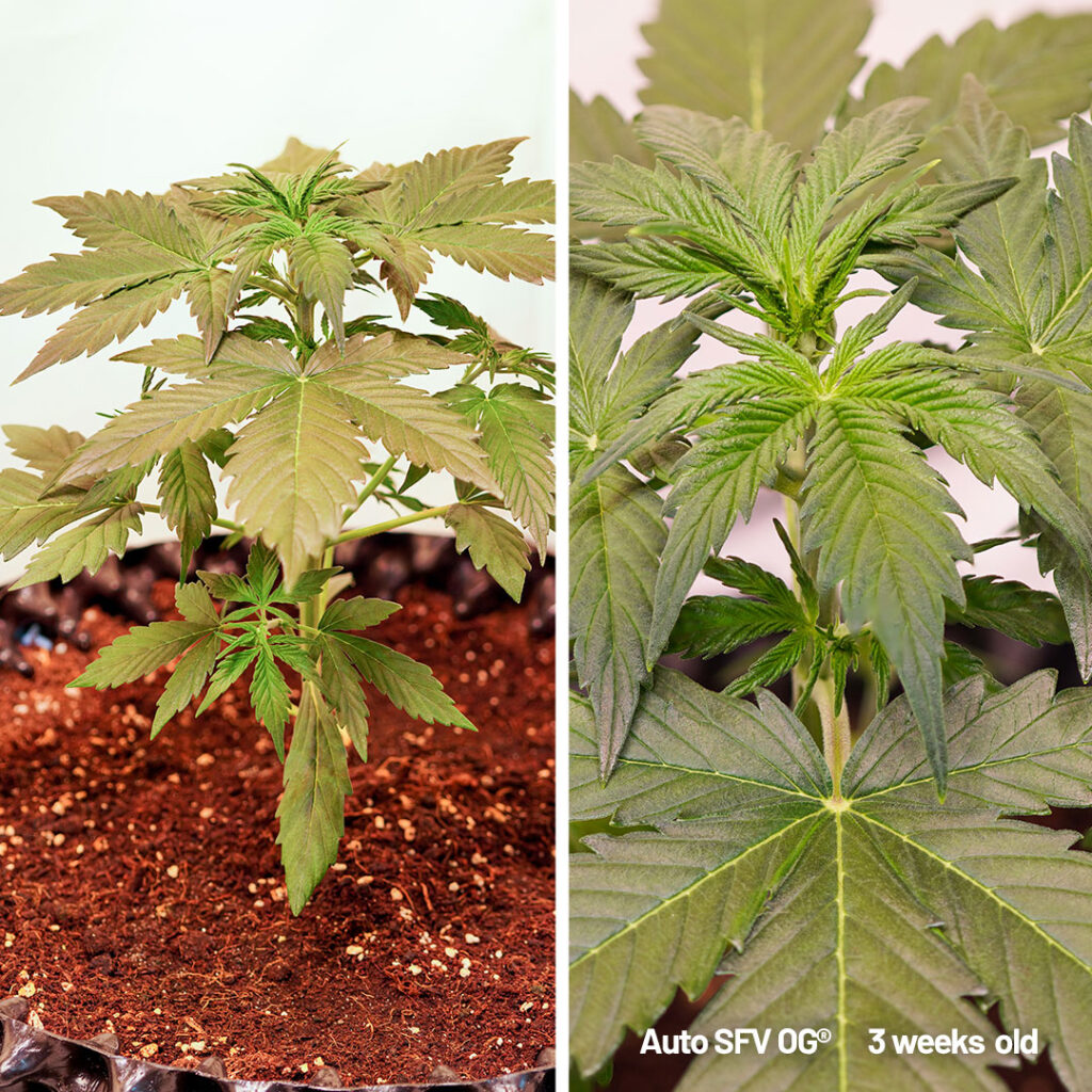 Auto SFV OG cannabis seed to harvest grow report week 3