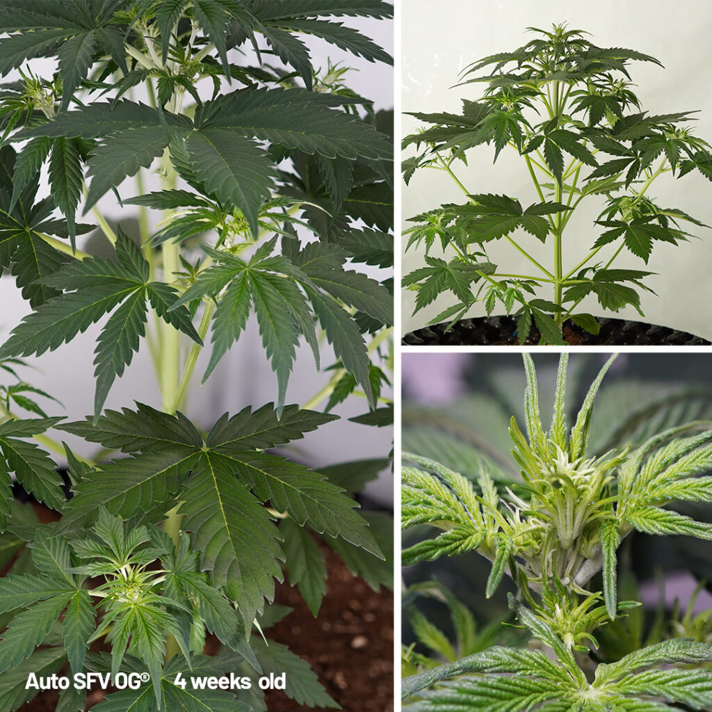 Auto SFV OG cannabis seed to harvest grow report week 4