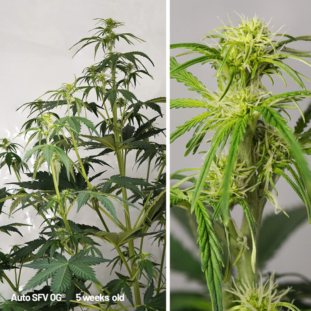 Auto SFV OG cannabis seed to harvest grow report week 5