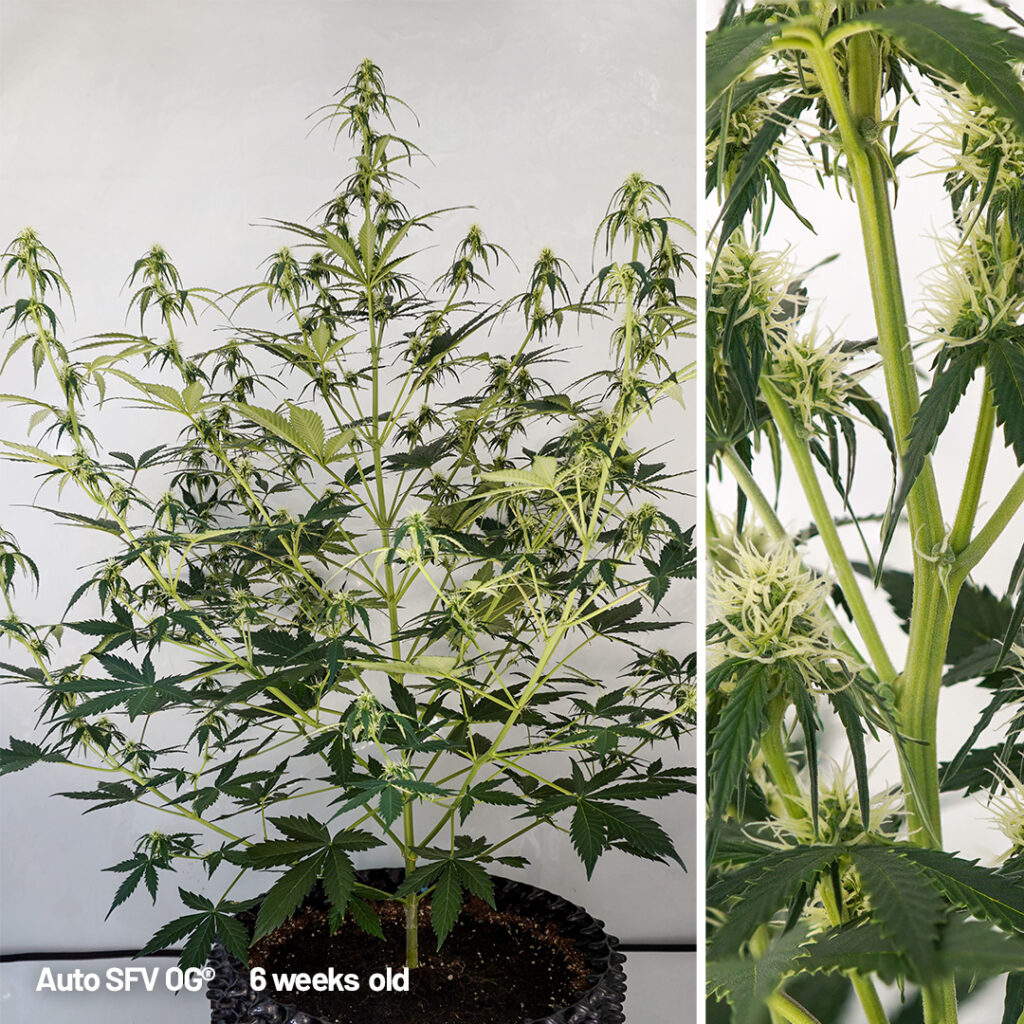 Auto SFV OG cannabis seed to harvest grow report week 6