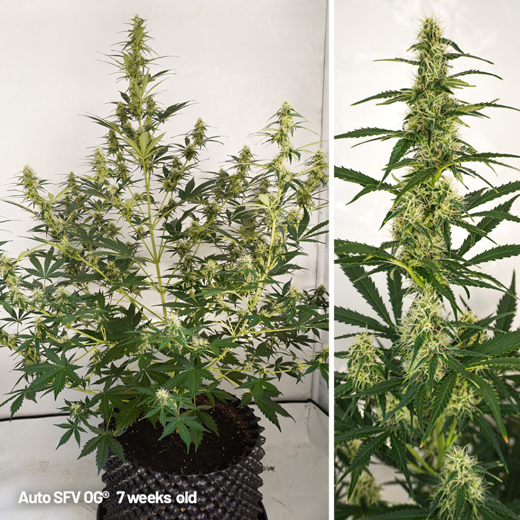Auto SFV OG cannabis seed to harvest grow report week 7