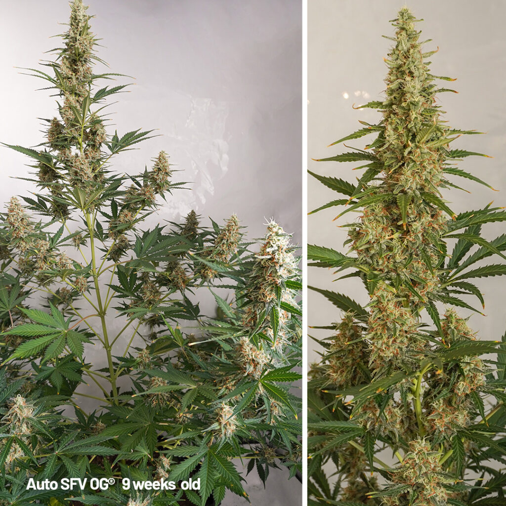 Auto SFF OG cannabis seed to harvest grow report week 9