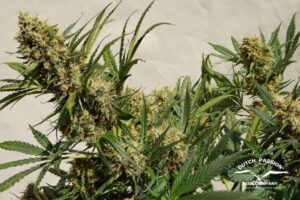 Auto Mac #1 90g indoor harvest in 11 weeks