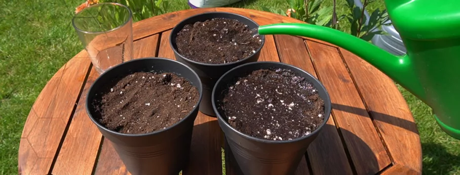 make sure your soil is moist and not soaked or wet