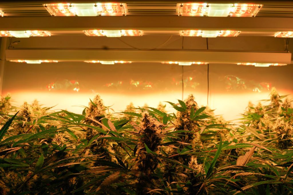 LED vs HPS grow lights for cannabis
