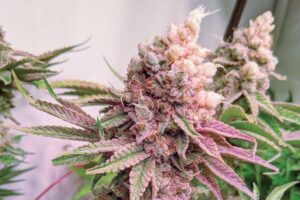 Kerosene Krash with light burn symptoms in the buds