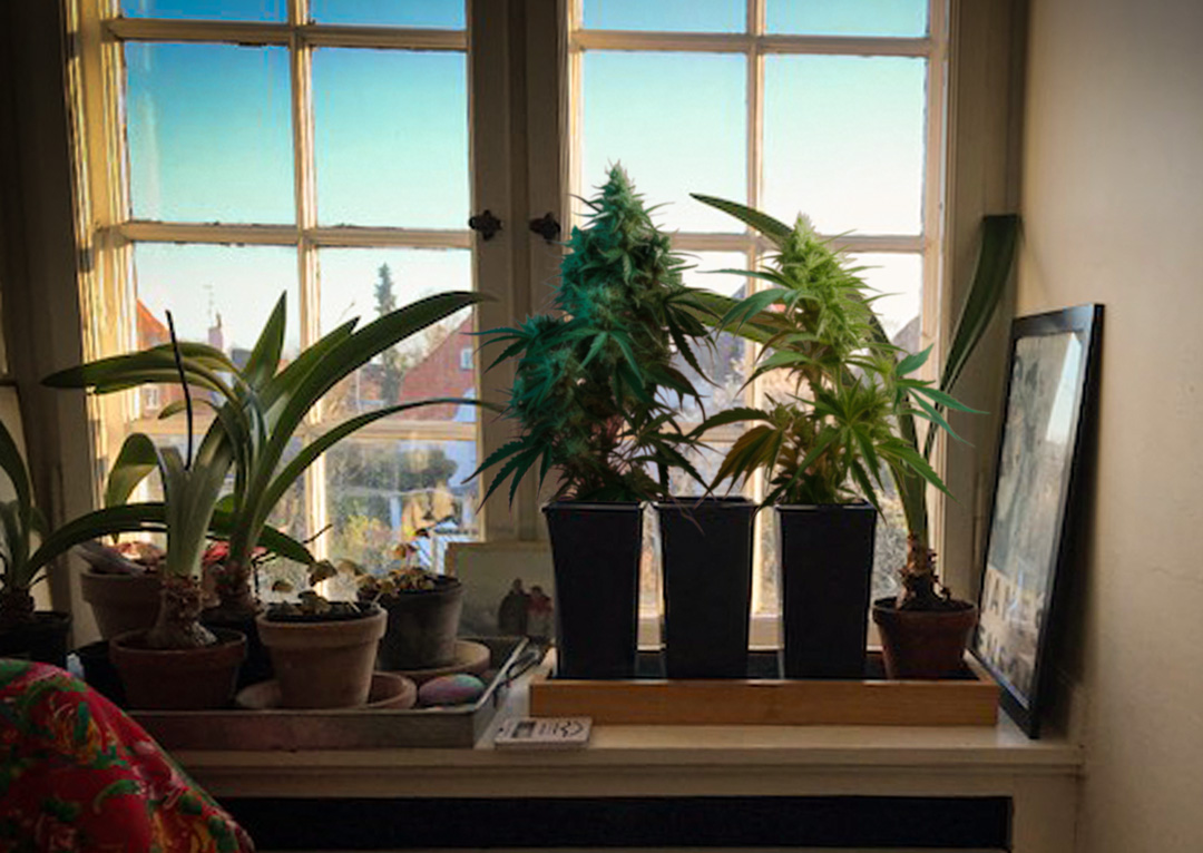 Growing cannabis seeds on a windowsill