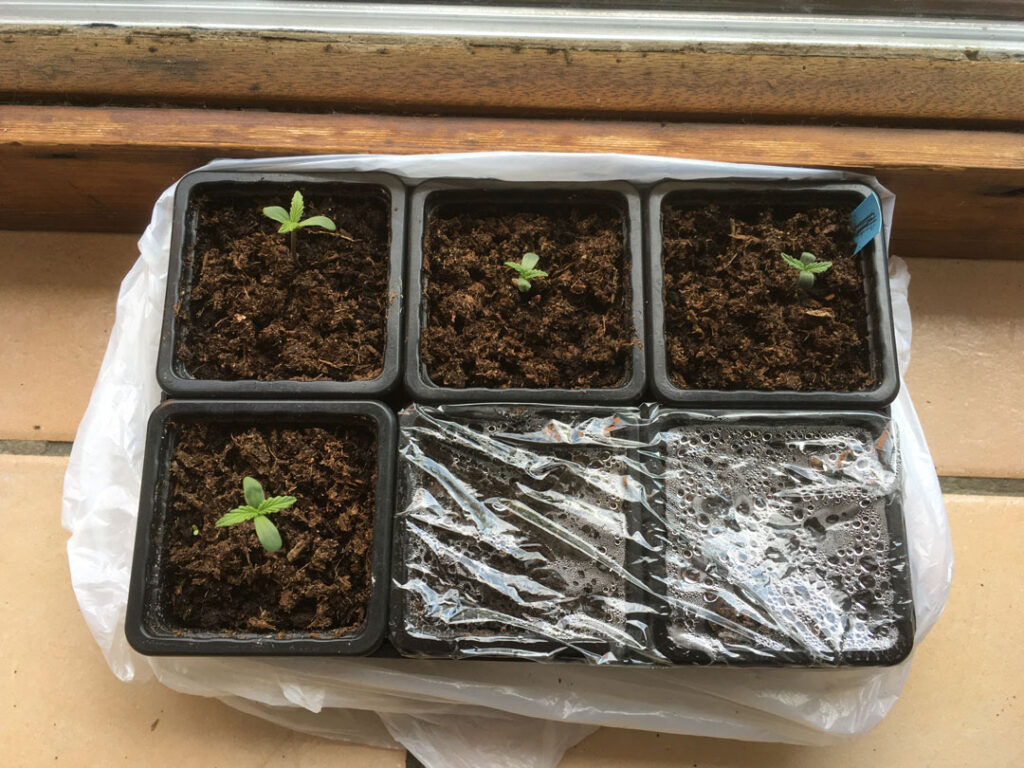 Young cannabis seedlings to be grown on a windowsill