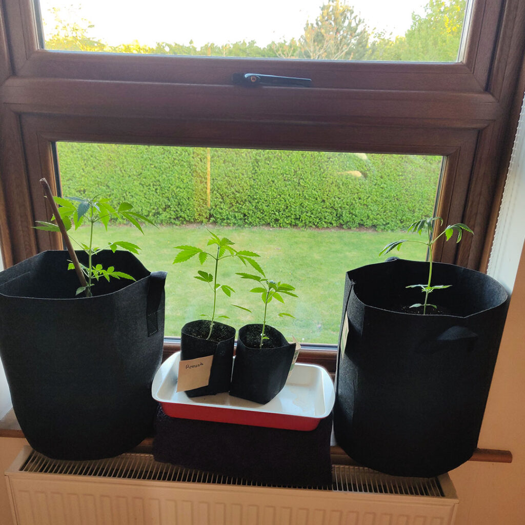 Air pots and small fabric sacks are recommended for cannabis seeds to be grown on a windowsill