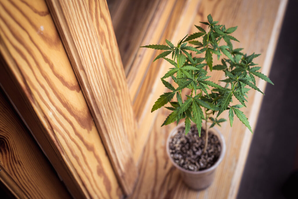 Small bush cannabis grow on a windowsill
