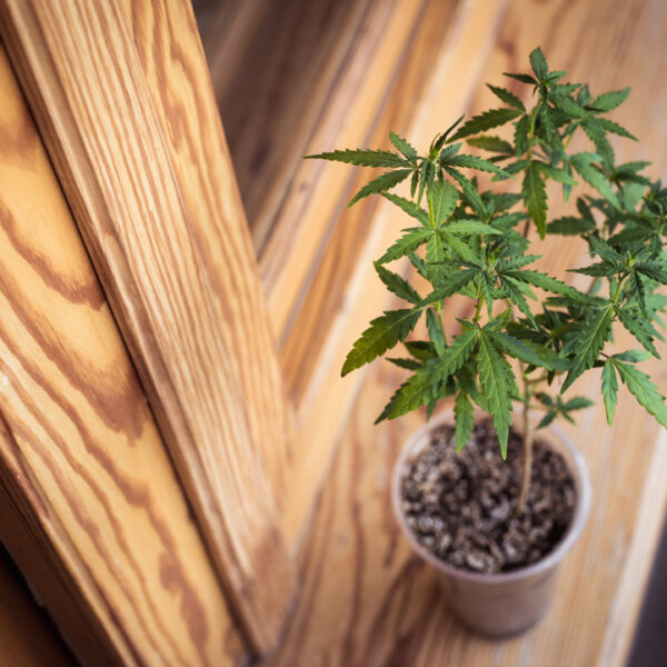 Small bush cannabis grow on a windowsill