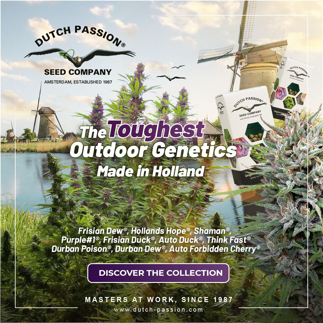 The toughest outdoor cannabis seed varieties
