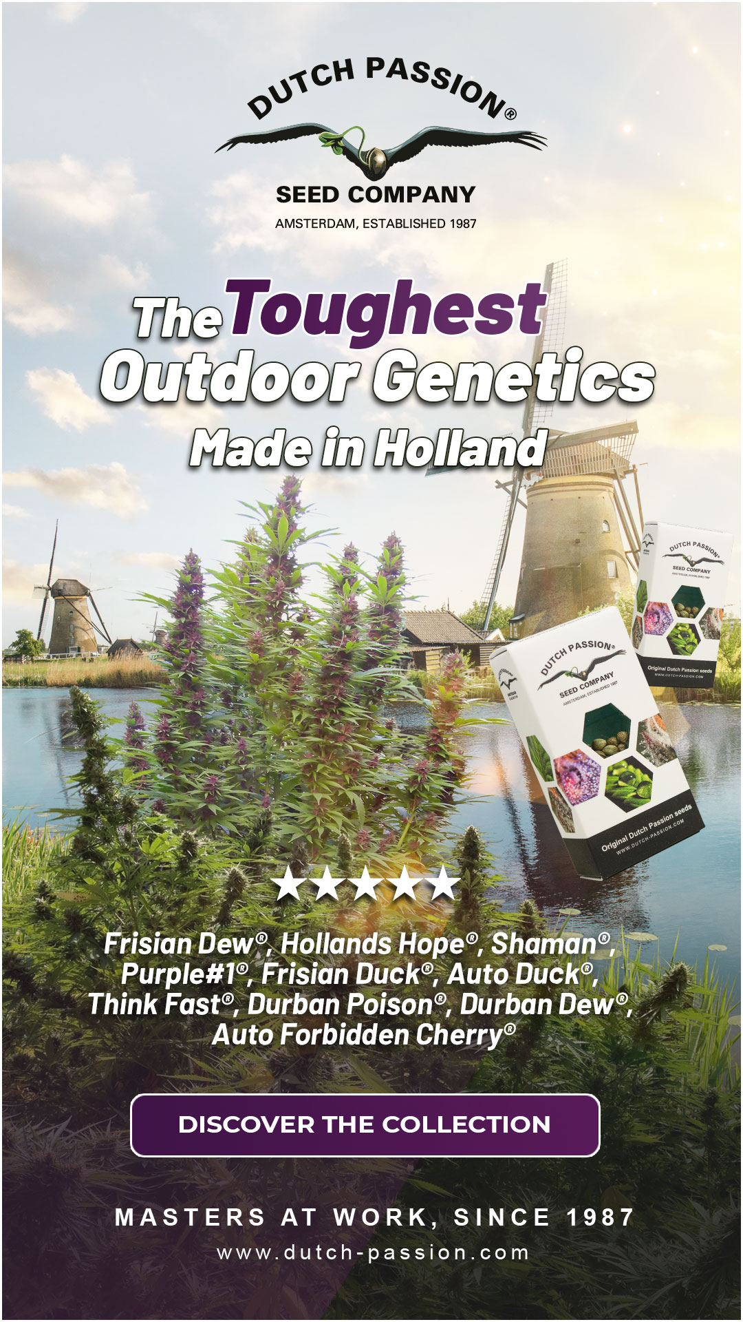 The toughest outdoor cannabis seed varieties