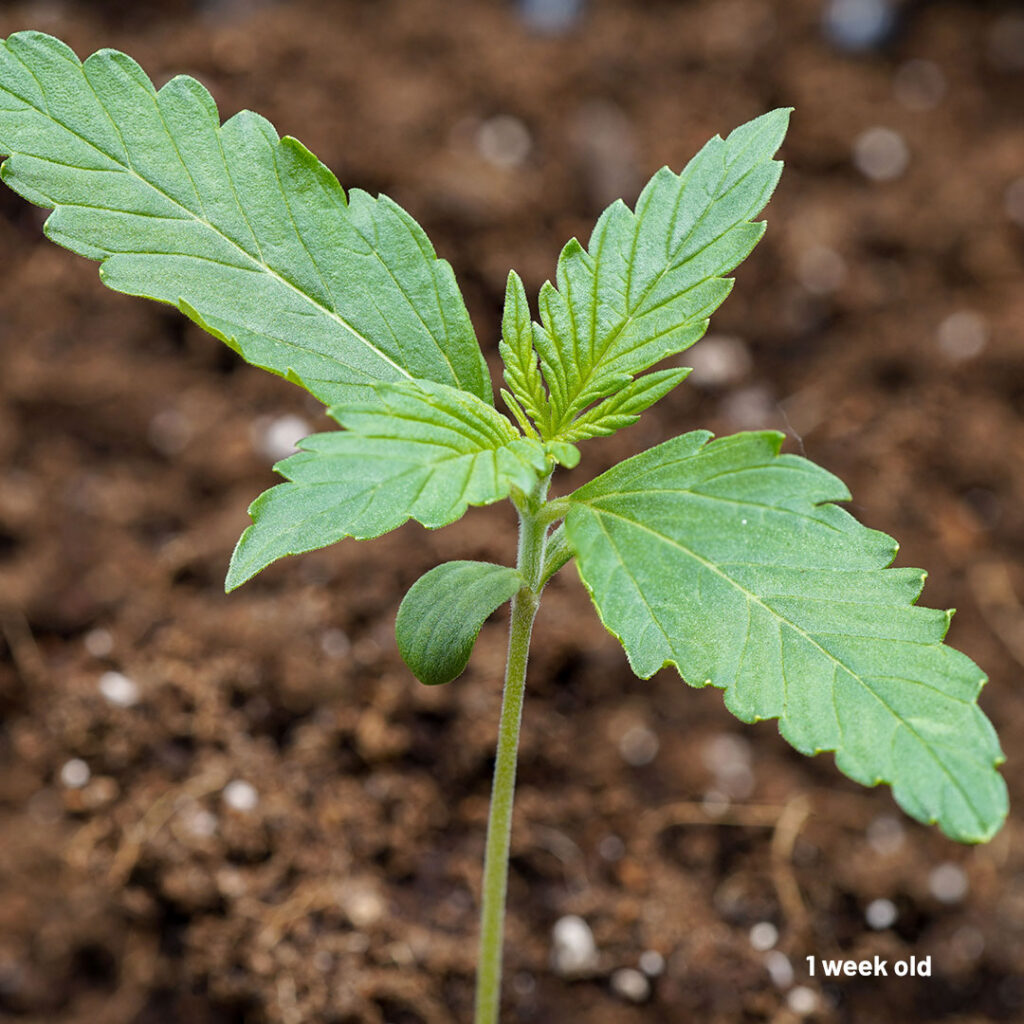 Auto Melonade Runtz cannabis seed to harvest (week 1)