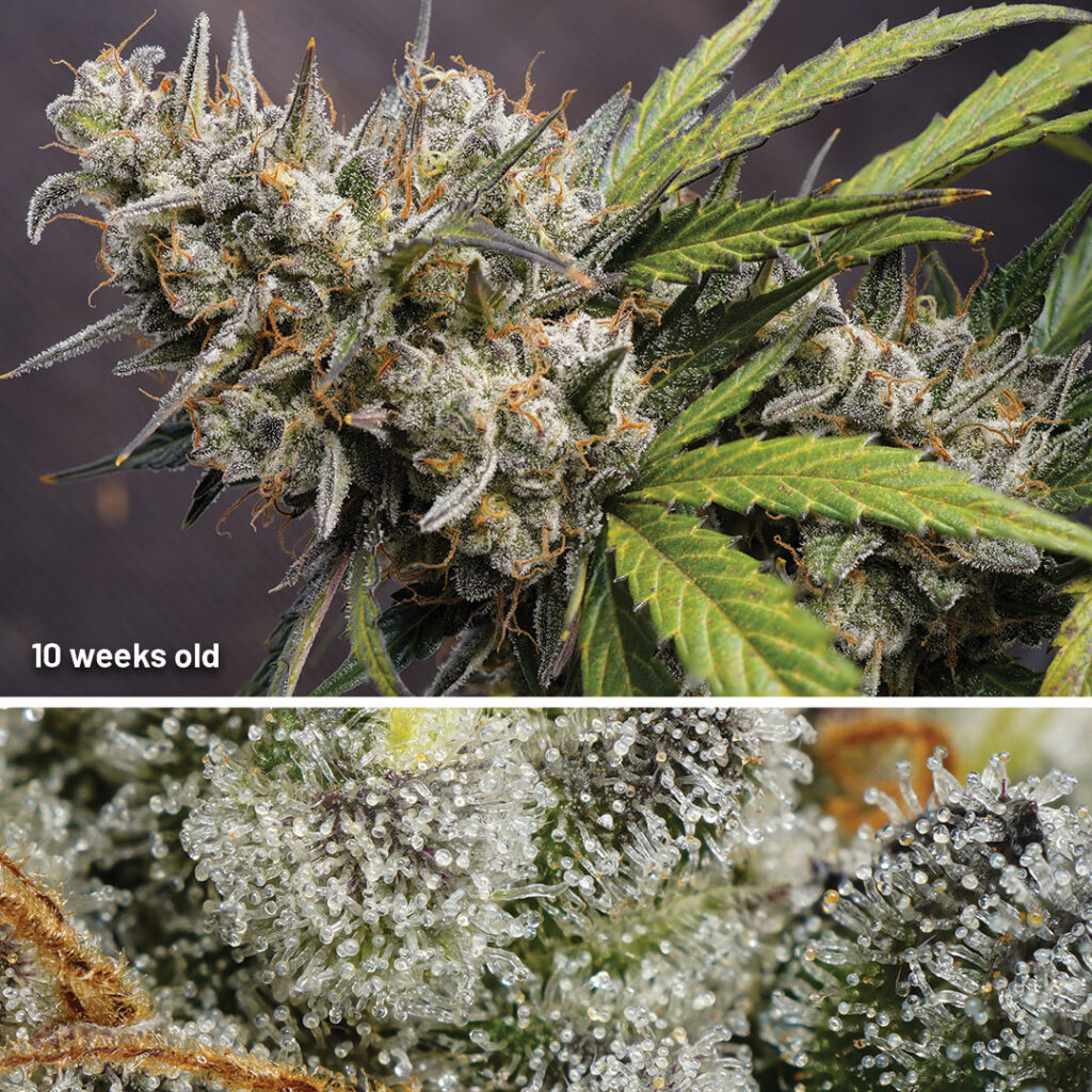 Auto Melonade Runtz cannabis seed to harvest (week 10)