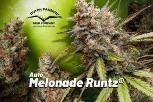 Auto Melonade Runtz 110g indoor harvest by The Artist