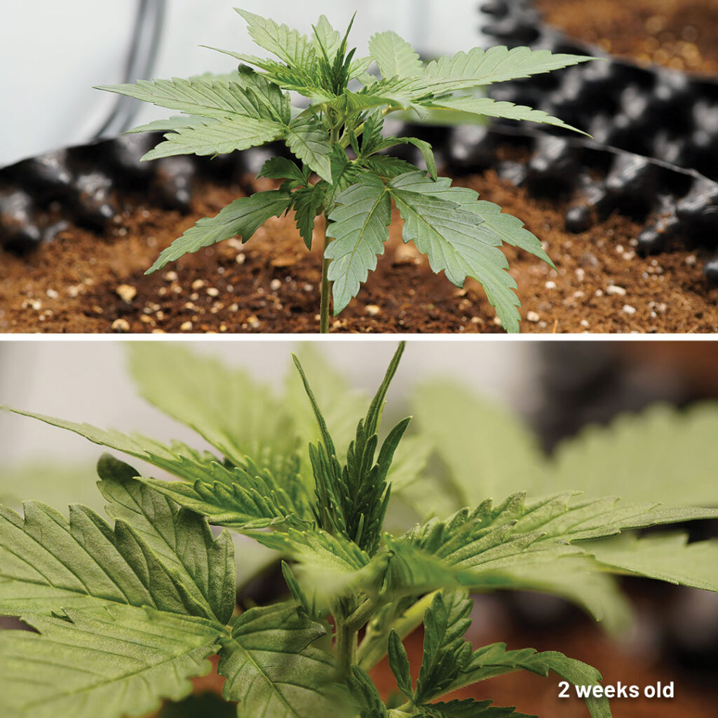 Auto Melonade Runtz cannabis seed to harvest (week 2)