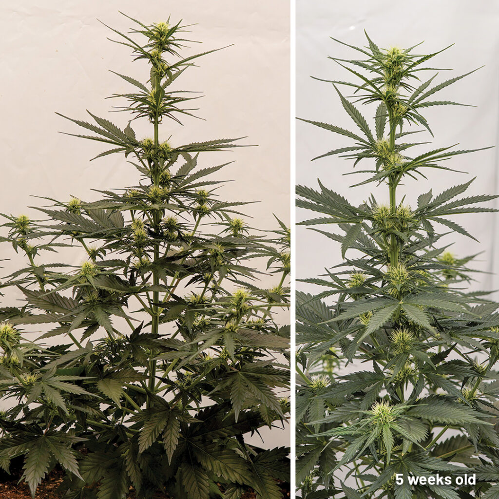 Auto Melonade Runtz cannabis seed to harvest (week 5)