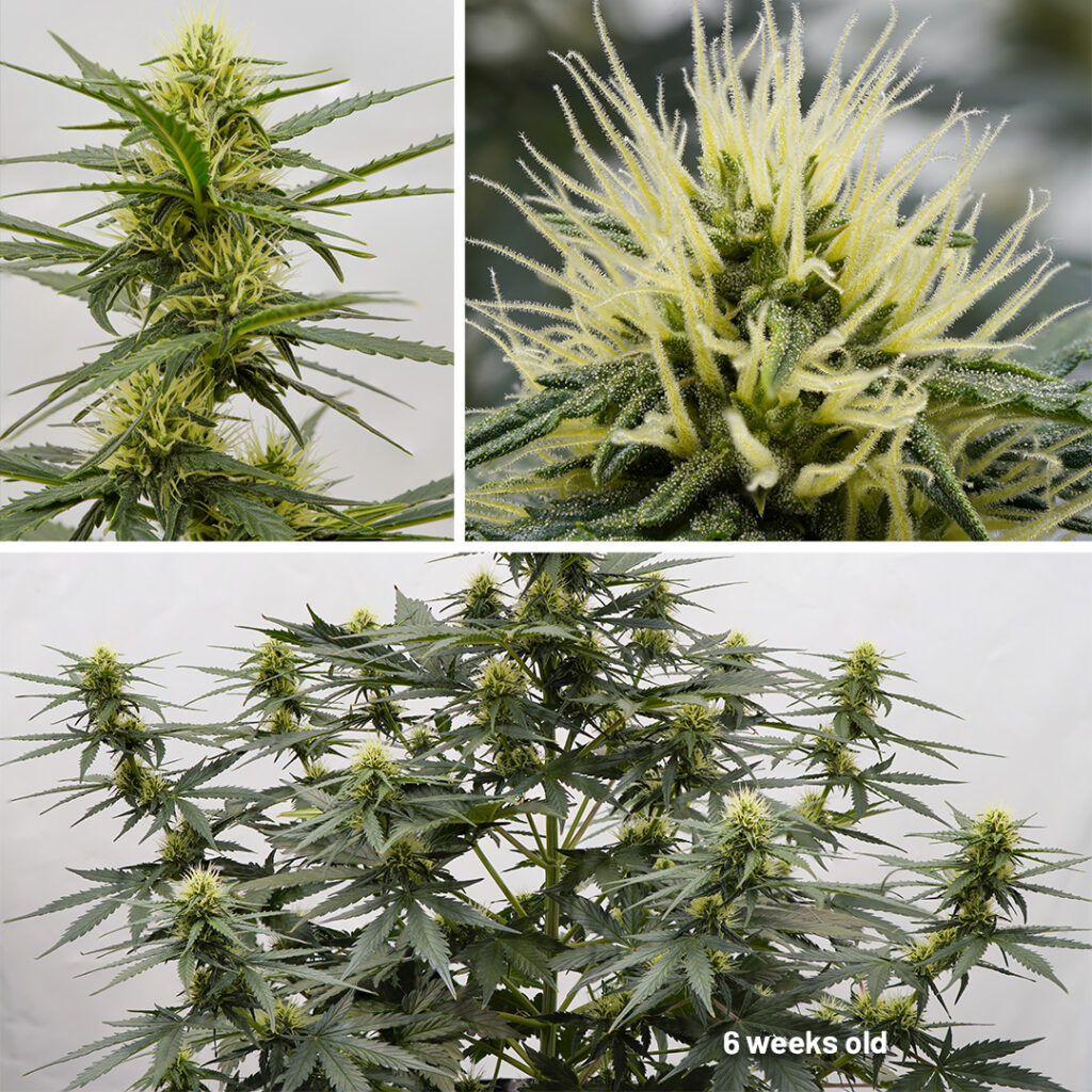 Auto Melonade Runtz cannabis seed to harvest (week 6)