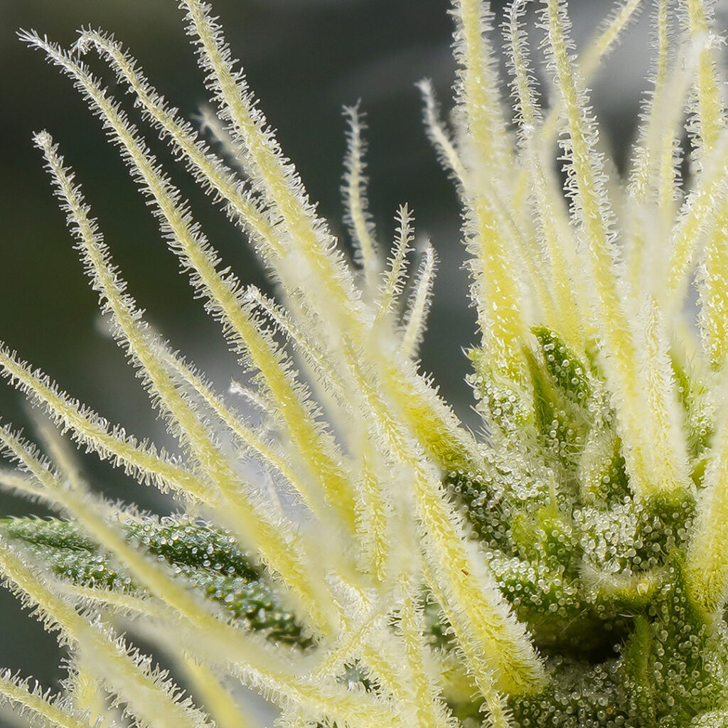 Auto Melonade Runtz cannabis seed to harvest (pistils)