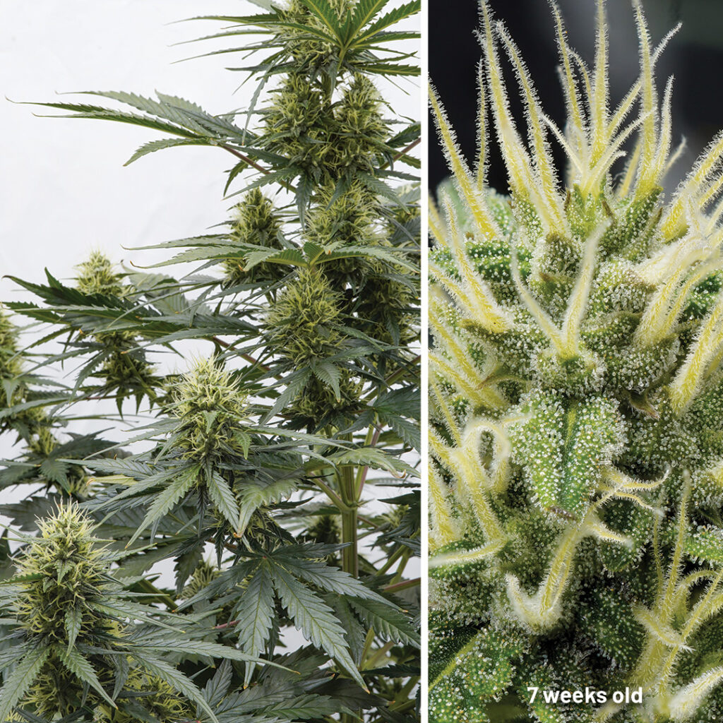 Auto Melonade Runtz cannabis seed to harvest (week 7)