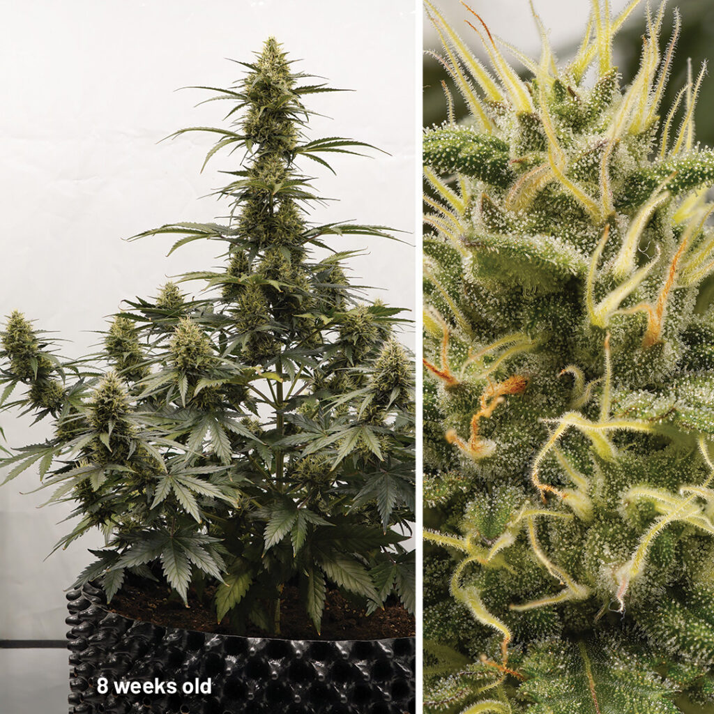 Auto Melonade Runtz cannabis seed to harvest (week 8)