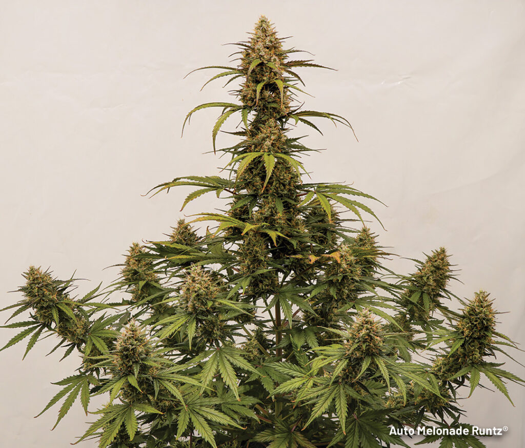 Auto Melonade Runtz cannabis seed to harvest (week 9, full plant)