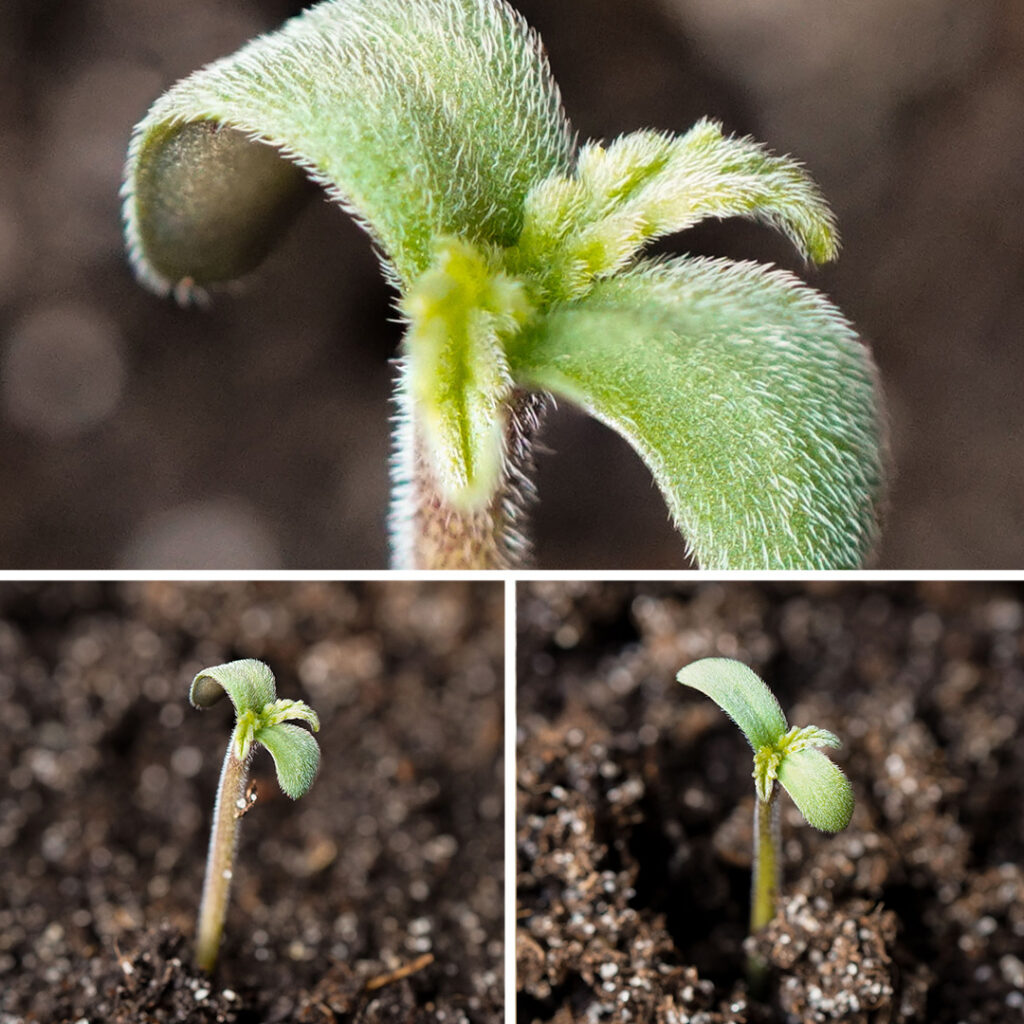 Auto Melonade Runtz cannabis seed to harvest (germination)