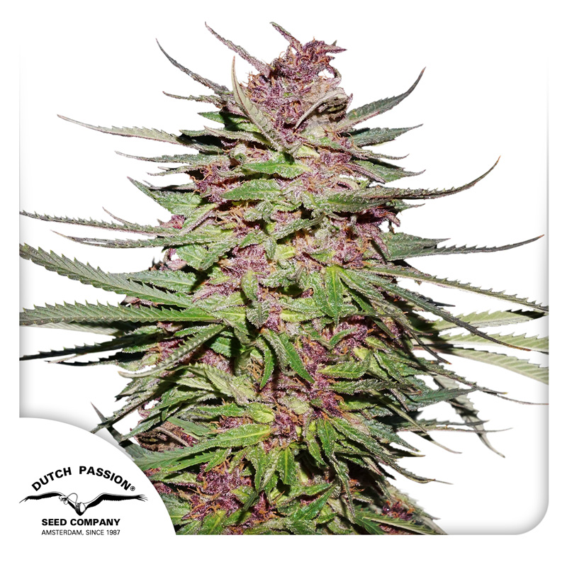 Purple #1 Cannabis Samen