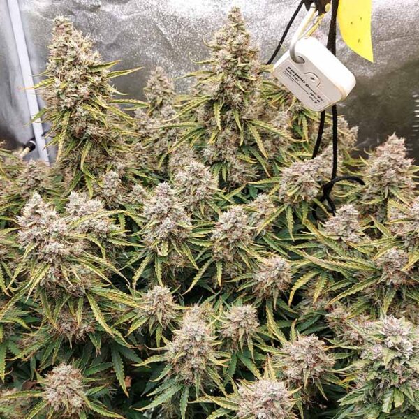 Auto White Widow grown indoors by Cannabis_sir