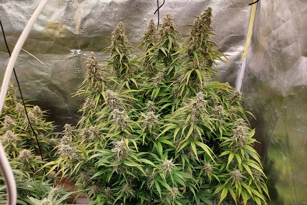 Auto White Widow flowering stage by Cannabis_sir (1)